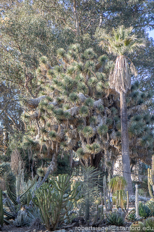 arizona garden